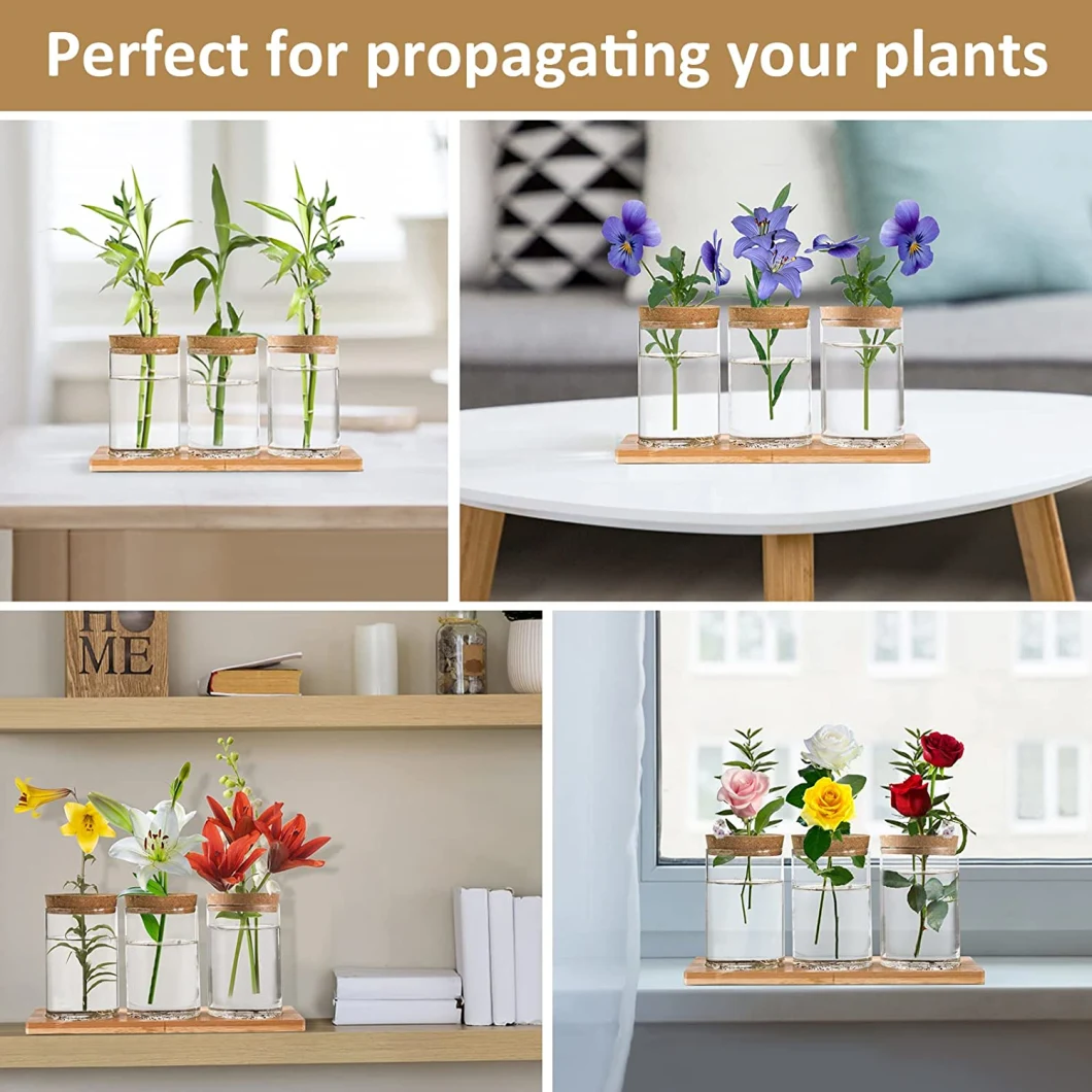Planter Terrariums Hydroponic Glass Vases Propagation Station Containers with Lids and Stands